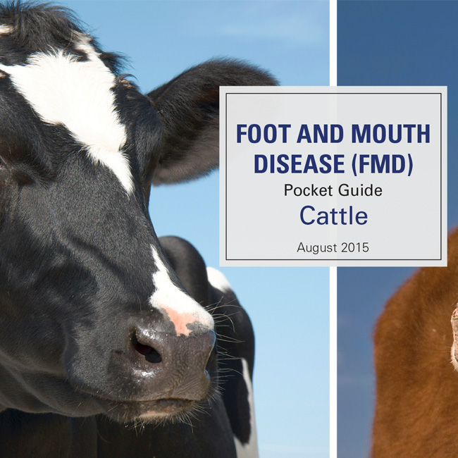 FMD Pocket Guide for Cattle (Spanish/English Flip Book) - CFSPH