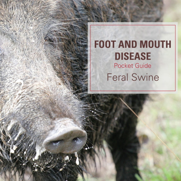 FMD Pocket Guide Feral Swine