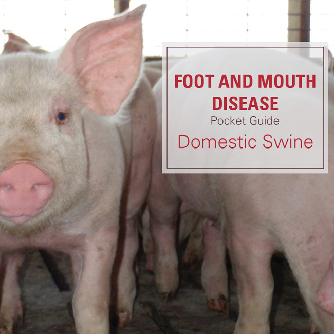 FMD Pocket Guide for Domestic and Feral Swine - CFSPH