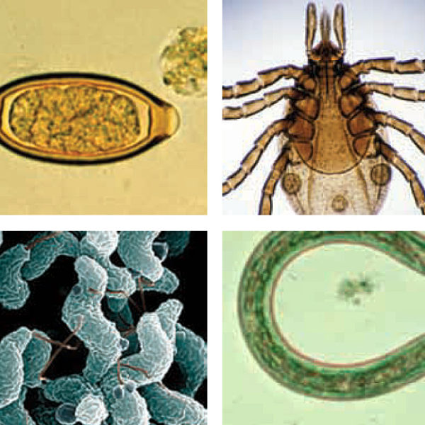 Zoonoses Course