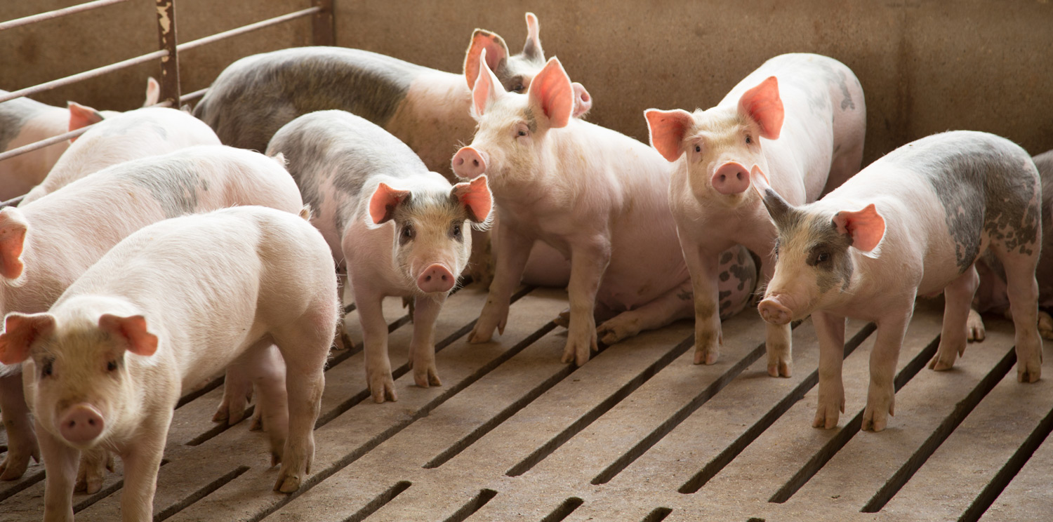 Pigs in biosecure confinement