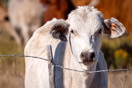 White cow behind a fence