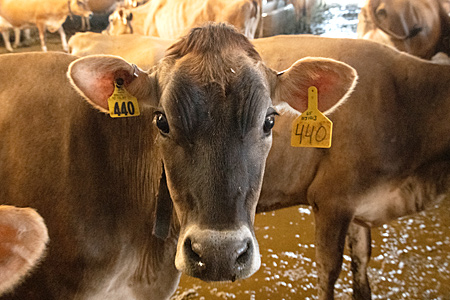 Brown cow with ear tags