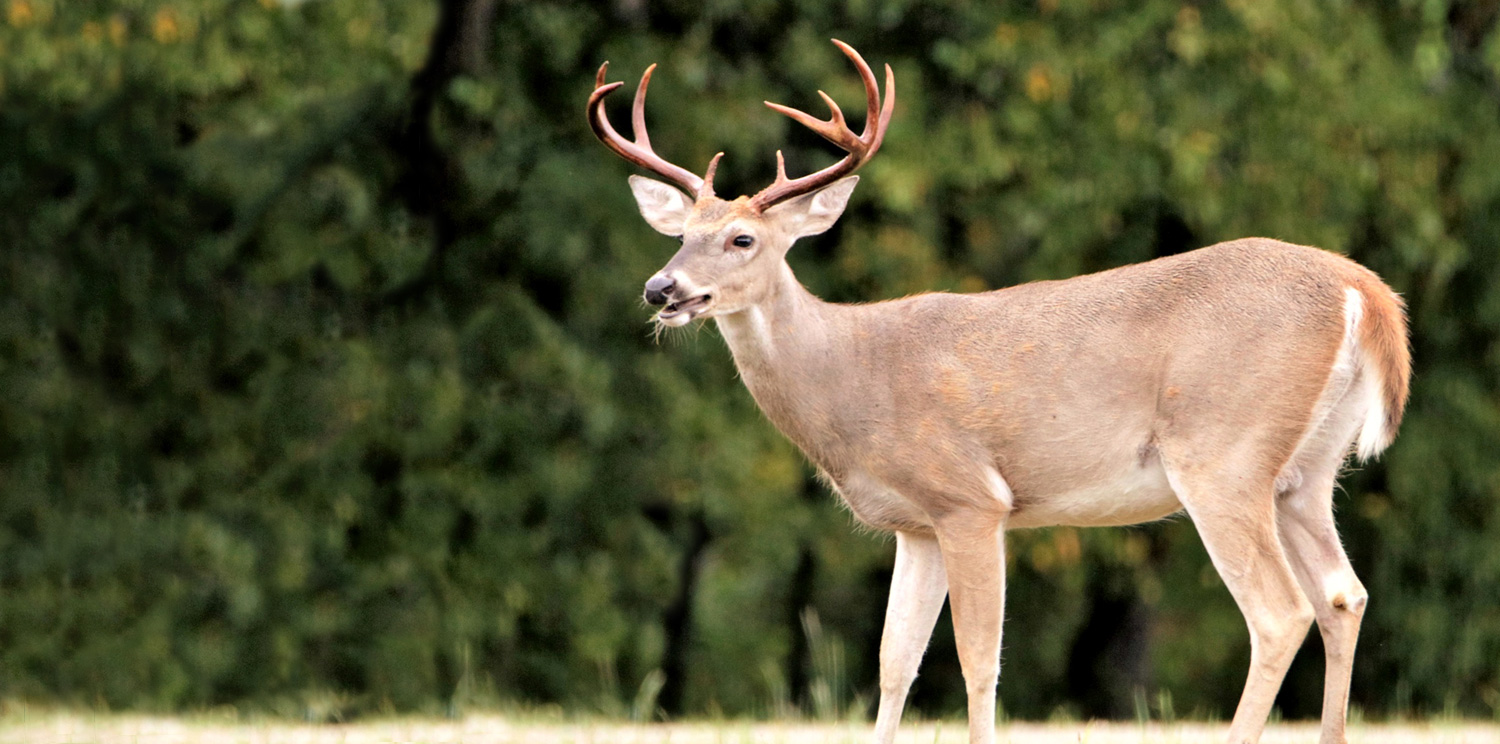 Introduction to Iowa’s Farmed Cervid CWD Program