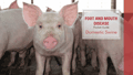 Fmd Pocket Guide Swine