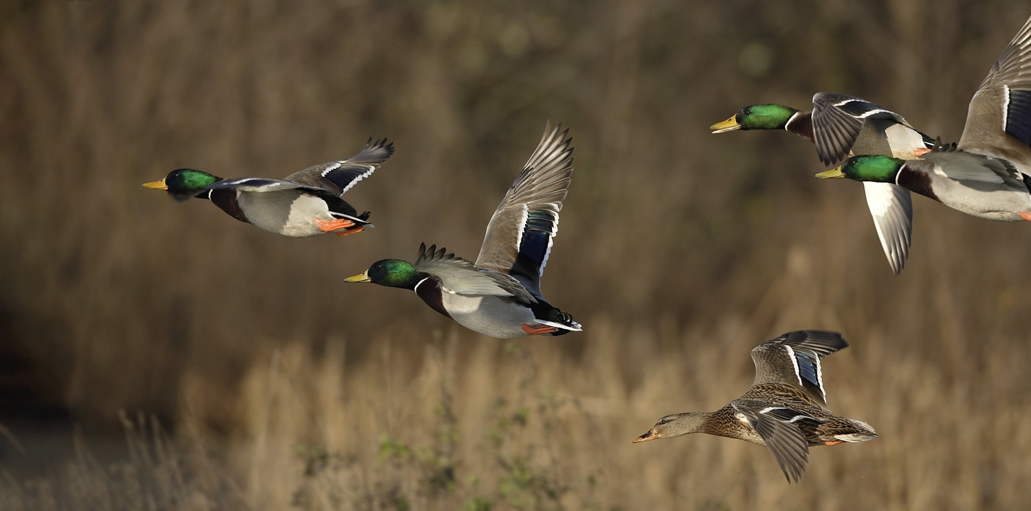 Highly Pathogenic Avian Influenza