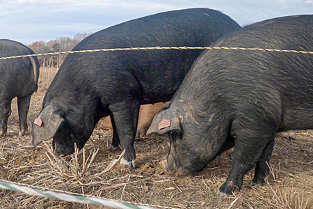Pigs behind a fence