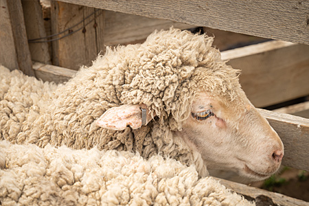 Sheep With Ear Tag