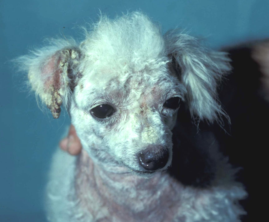 acariasis: Dog. There is marked alopecia, erythema, crusting, and excoriation of the face, ears, and ventral neck.