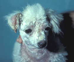 Sarna y Escabiosis: Perro.Se puede observar una alopecia prominente, eritema, formación de costras y excoriaciones en la cara, orejas y porción ventral del cuello.