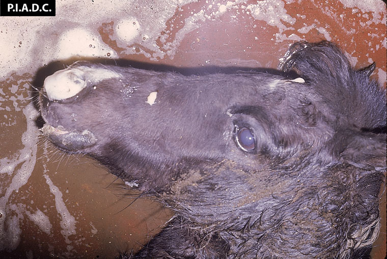 african-horse-sickness: Horse. Abundant froth draining from the nostrils reflects severe pulmonary edema.