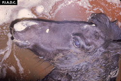 Peste Equina Africana: Caballo. Abundante espuma por los ollares reflejando un edema pulmonar severo.