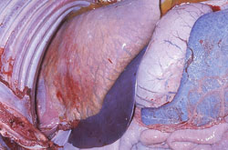 Peste Equina Africana: Caballo. Los pulmones exhiben edema interlobular severo. Hay petequias en la pleura y en la capsula del bazo.