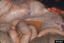 Peste Equina Africana: Caballo. Cavidad peritoneal. Hay un líquido amarillento(hidroperitoneo), en exceso.