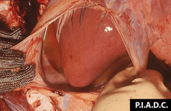 African Horse Sickness: Horse, heart. The pericardial sac contains excessive, slightly turbid straw-colored fluid (hydropericardium).