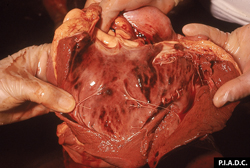 Peste Equina Africana: Caballo, corazón. Se observan muchas hemorragias debajo del endocardio (subendocardiales).