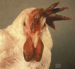 Influenza Aviar: Pollo, cabeza. La cresta y las barbillas están congestionadas y marcadamente edematosas. 