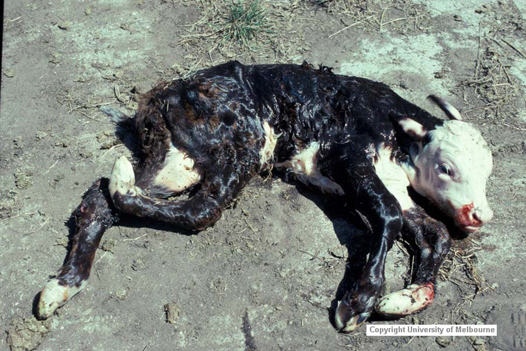 akabane: Bovine neonate. This live calf cannot stand due to severe arthrogryposis, primarily affecting the hindlimbs.
