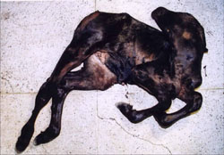 Akabane: Neonato bovino (Aino). Este ternero nacido muerto  presenta torticolis y artrogriposis.