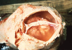 Akabane: Neonato bovino, cerebro.  El cerebro está reducido en tamaño (microencefalia), y cubierto con líquido cefalorraquídeo. 