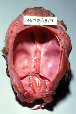 Akabane: Ternero, cavidad craneana. Los hemisferios cerebrales están formados por sacos delimitados por membranas delgadas que contenían líquido cefalorraquídeo previo a la necropsia.