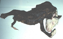 Akabane: Bovine calf. The head is rotated and tilted to the side (torticollis). There is abnormal rotation of the thoracic limbs and the joints are fixed at unusual angles (arthrogryposis). The thoracolumbar spine is curved to the right (kyphosis).