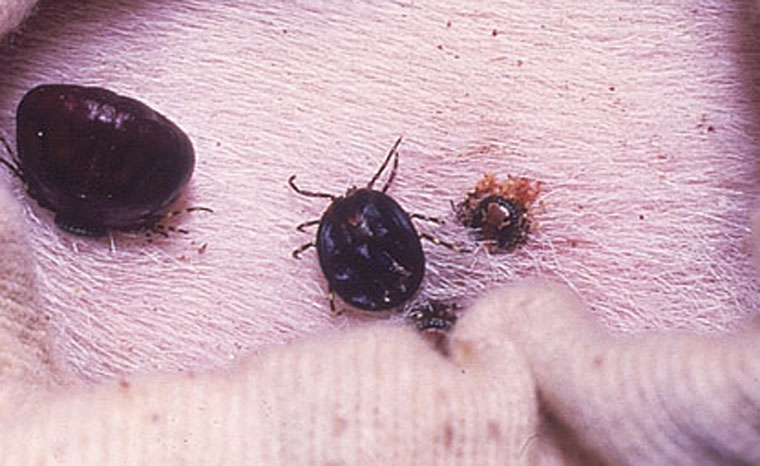 amblyomma-variegatum: Amyblyomma variegatum - Ticks, skin. Ticks feeding on goat skin. Can transmit the agent of heartwater (Ehrlichia ruminantium). 
