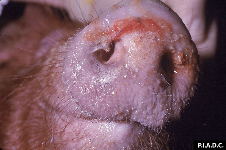 african-swine-fever: Cerdo. Hay una descarga nasal espumosa, mucosa y sanguinolenta.