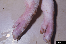 Peste porcine africaine: Porc, membres. Hyperémie marquée des extrémités distales des membres.
