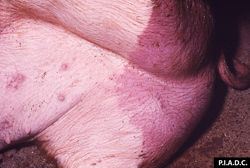 Peste Porcina Africana: Cerdo. Piel perineal. Hay una zona bien delimitada de hiperemia. 