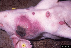 Peste Porcina Africana: Cerdo. Hay múltiples zonas bien delimitadas de hemorragias y/o necrosis cutáneas; las lesiones hemorrágicas pueden contener centros rojos  oscuros (necróticos).