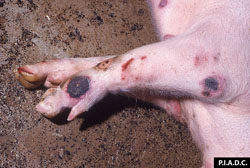 Peste porcine africaine: Porc, peau. Multiples foyers d'hémorragie cutanée et / ou de nécrose nettement délimités; les lésions hémorragiques peuvent contenir des centres rouges foncés (nécrotiques).