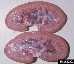 Peste porcine africaine: Porc, rein. Pétéchies disséminées dans tout le cortex et les hémorragies pelviennes coalescentes sont plus importantes.