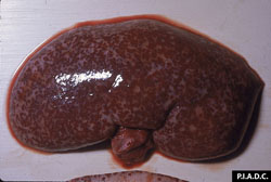 Peste porcine africaine: Porc, rein. Le cortex rénal contient de nombreuses pétéchies coalescentes et des ecchymoses.