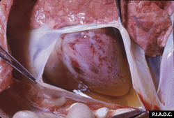 Peste Porcina Africana: Cerdo. Corazón. Hay abundante fluido color ámbar (hidropericardio) y hemorragia epicárdica multifocal.