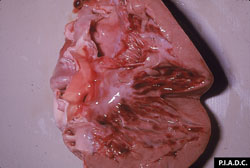 Peste porcine africaine: Porc, cœur. Hémorragie sous-endocardique.