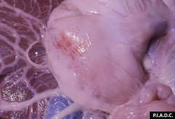 Peste Porcina Africana: Cerdo. Estómago. Hay hemorragias con aspecto de pinceladas, en la serosa.