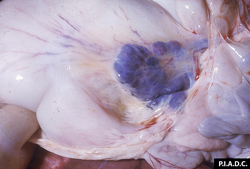 Peste porcine africaine: Porc, estomac. Le nœud lymphatique hépatogastrique est nettement hypertrophié et hémorragique, et le petit épiploon adjacent est œdémateux.