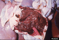 African Swine Fever: Pig, stomach. The stomach is filled with clotted blood, and the wall is markedly edematous.