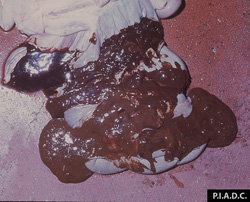 Peste Porcina Africana: Cerdo. Colon espiral. Se encuentra distendido con contenido sanguinolento (debido a una úlcera gástrica hemorrágica).