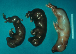 Maladie d’Aujeszky: Porc, fœtus entiers. Fœtus avortés; mort in utero et autolyse.