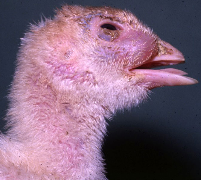 avian-mycoplasmosis: Pavo, cabeza. Sinusitis purulenta.