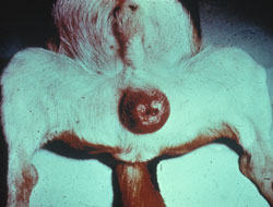 <i>Brucella canis</i>: Dog, scrotum. Scrotal edema and congestion.