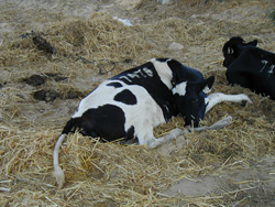 Botulism: Cow. Flaccid paralysis characteristic of botulism. 
