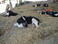 Botulism: Cow. Flaccid paralysis characteristic of botulism. 