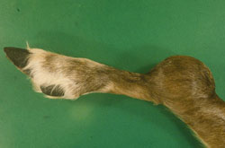 <i>Brucella abortus</i>: Caribou, carpus, B. suis biovar 4. The carpal bursa is markedly swollen and fluctuant.
