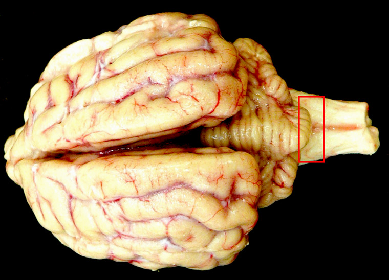 bovine-spongiform-encephalopathy: Cerebro. El rectángulo rojo indica la región del obex que es la porción del cerebro que se debe obtener para hacer el diagnostico de las EET y otras encefalopatías tales como scrapie y enfermedad  debilitante crónica (EDC). 