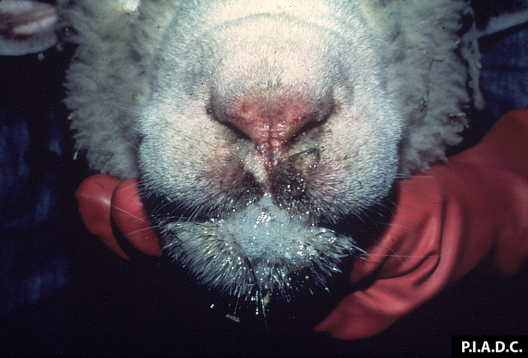 bluetongue: Ovino. Hay exudado nasal bilateral, erosión del plano nasal, y salivación excesiva.