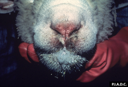 Lengua Azul: Ovino. Hay exudado nasal bilateral, erosión del plano nasal, y salivación excesiva.