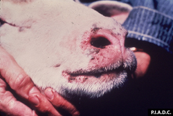 Bluetongue: Sheep. There are multiple erosions and crusts on the muzzle and lips.